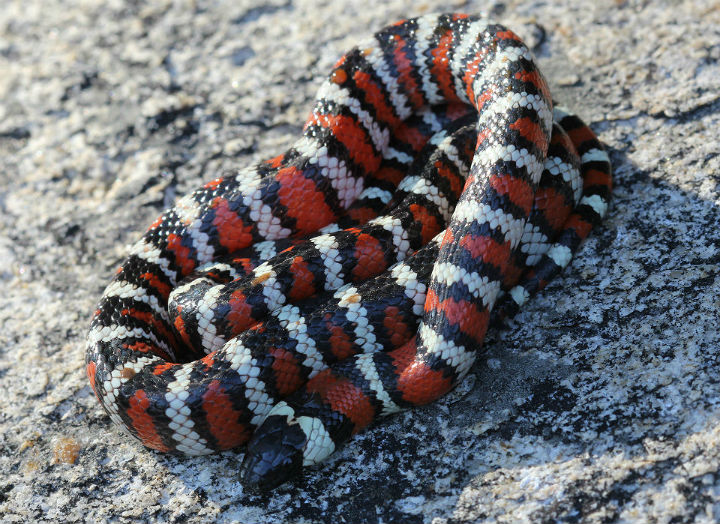 California Mountain Kingsnake